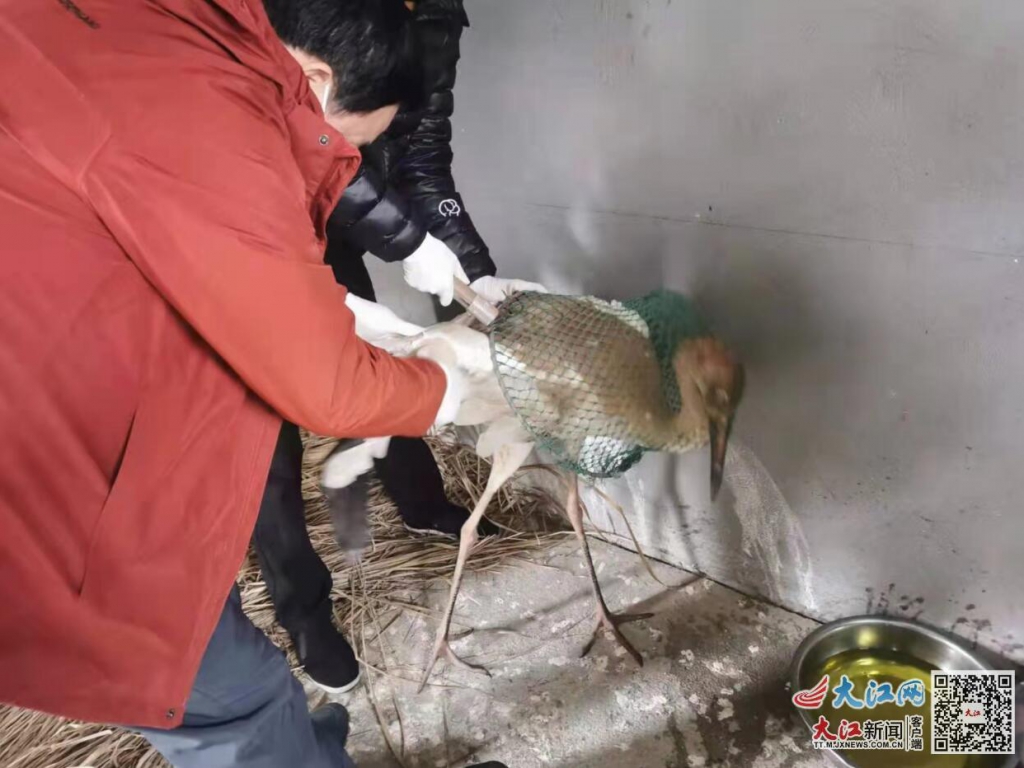 江西接力救護(hù)受傷白鶴，目前已能自由站立行走