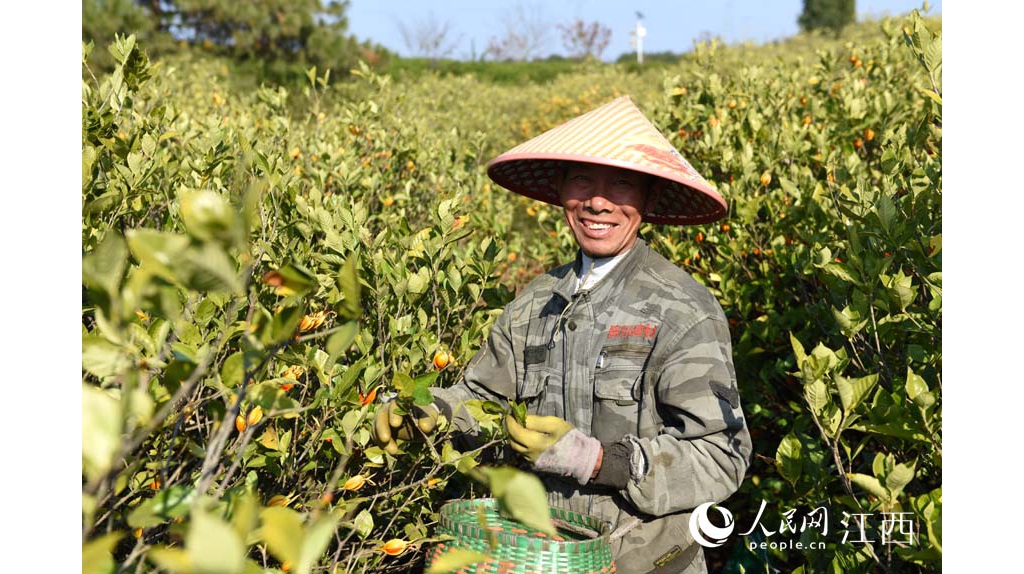江西樂平：黃梔子喜獲豐產(chǎn)